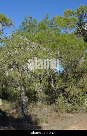 Calabrian or Turkish Pine Trees - Pinus brutia Pegeia Forest, Cyprus Stock Photo