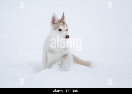 Running in the snow husky puppy in forest Stock Photo