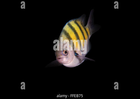 Indo-Pacific sergeant, Sergeant major or Common sergeant (Abudefduf vaigiensis) Indian Ocean, Hikkaduwa, Sri Lanka, South Asia Stock Photo