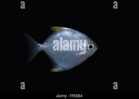silver moony', silver moonfish, fingerfish, Mono, diamond moonfish or Malayan angel (Monodactylus argenteus) Indian Ocean, Hikka Stock Photo