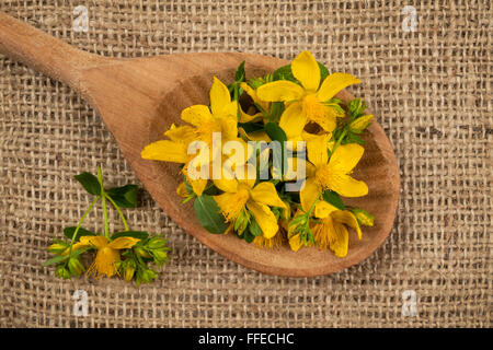 Fresh yellow flowers of medicinal plant St. John's Wort on wooden spoon, burlap background Stock Photo