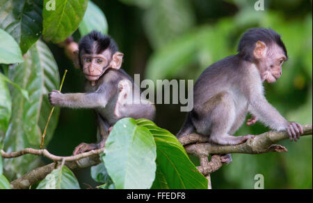 Young Long-tailed Macaques (Macaca fascicularis), Kinabatangan River, Sabah, Malaysia Stock Photo