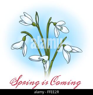 First spring flowers snowdrops with lettering Spring is Coming. Free font used. Stock Vector