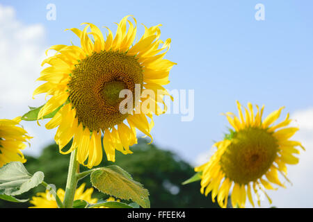 Beautiful big sunflower in the garden. Stock Photo
