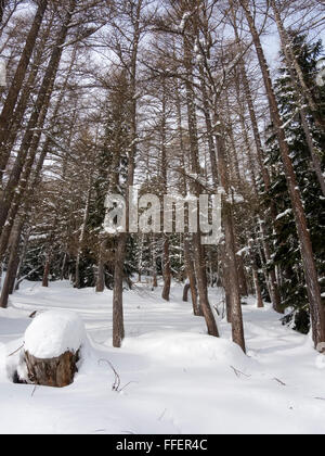 larch forest in winter Stock Photo