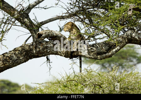 Leopard in a tree in the Serengeti Stock Photo