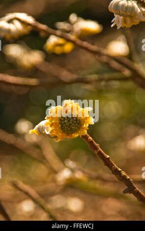 Paper Plant , Edgeworthia chrysantha Gold Rush Stock Photo