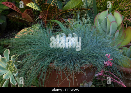 Festuca elijah Blue, Echeveria, Topsy Turvy , Stock Photo