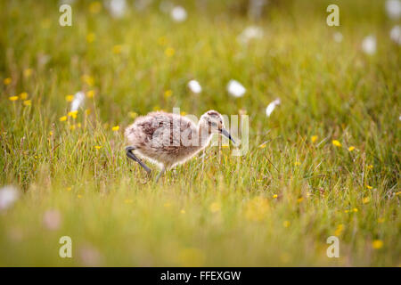 Curlew (Numenius arquata) chick, Shetland, UK Stock Photo