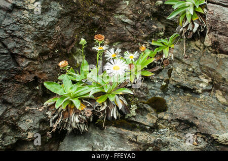 Pachystegia insignis, Marlborough Rock Daisy Stock Photo