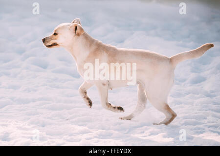 Young funny Labrador dog playing outside, fast running on snow, winter season. Sunny day Stock Photo