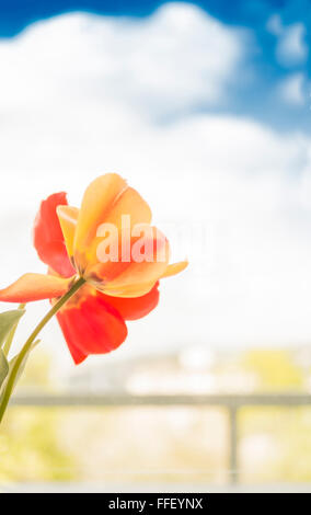 red and yellow tulip against blue sky with white clouds Stock Photo