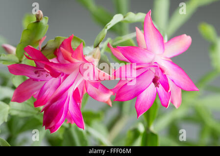 flowering cactus Schlumbergera or Christmas Cactus - bright pink blossoms Stock Photo