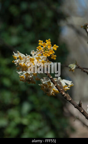 Paper Plant, Edgeworthia chrysantha Gold Rush Stock Photo