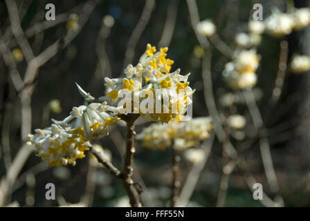 Paper Plant, Edgeworthia chrysantha Gold Rush Stock Photo