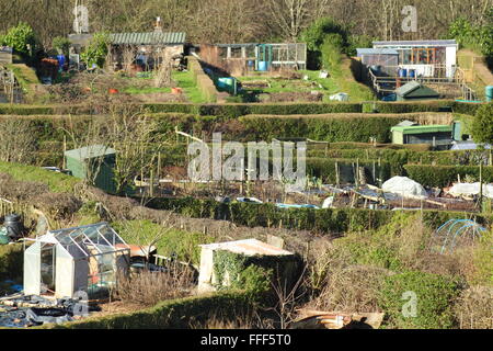 Allotment gardens with traditional privet hedges on a hillside near Rivelin in the city of Sheffield, Yorkshire England UK Stock Photo