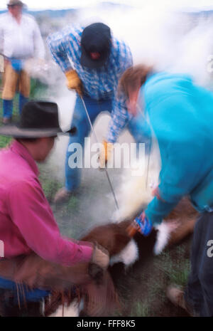 Cattle roundup, gelding and branding on a ranch in Belle Fourche, South Dakota. Stock Photo