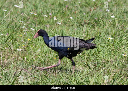 Pukeko,Purple Swamp Hen in wetlands near Hot Water Beach,Coromandel Peninsula,North Island,New Zealand.Oceania, Stock Photo