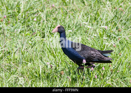 Pukeko,Purple Swamp Hen in wetlands near Hot Water Beach,Coromandel Peninsula,North Island,New Zealand.Oceania, Stock Photo