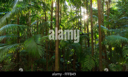Palm trees in lush subtropical rainforest, Nightcap National Park, NSW, Australia Stock Photo