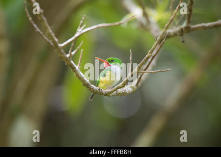 Name: Puertorican Tody Scientific Name: Todus mexicanus Spanish Name: Sanpedrito Stock Photo