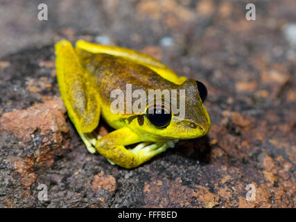 Male Stony Creek Frog (Litoria wilcoxii), NSW, Australia Stock Photo