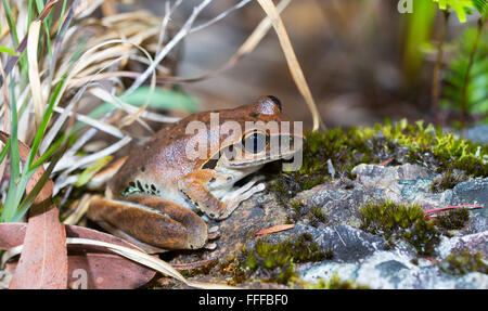 Female Stony Creek Frog (Litoria wilcoxii), NSW, Australia Stock Photo