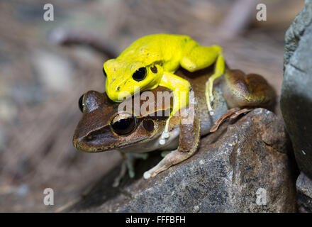 Male and female Stony Creek Frog (Litoria wilcoxii) in amplexus, northern NSW, Australia Stock Photo