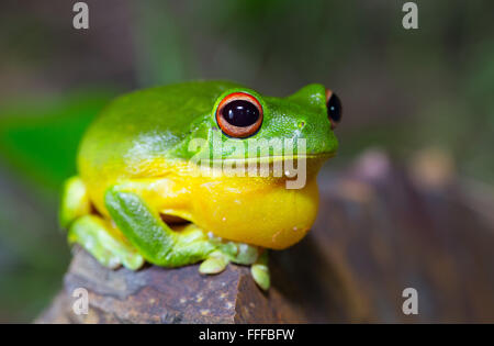 Australian Red-eyed tree frog (Litoria chloris), also known as Orange-eyed Tree frog,  inflating throat sac while calling, NSW, Stock Photo