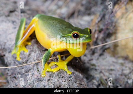 Dainty Green Tree Frog (Litoria gracilenta). also known as Graceful Tree Frog,  inflating throat sac while calling, NSW, Austral Stock Photo