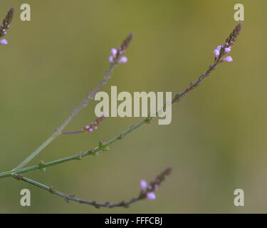 Vervain (Verbena officinalis). Plant in the family Verbenaceae with purple flowers Stock Photo