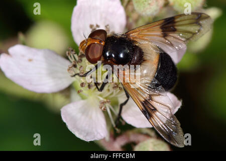 Pellucid fly (Volucella pellucens). One of Britain's heaviest flies, this hoverfly in the family Syrphidae Stock Photo