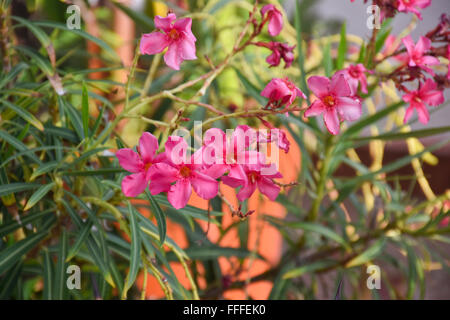 Poisonous Adelfa (Nerium oleander) flowering plant growing in Acapulco, Mexico Stock Photo