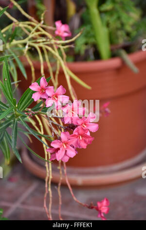 Poisonous Adelfa (Nerium oleander) flowering plant growing in Acapulco, Mexico Stock Photo