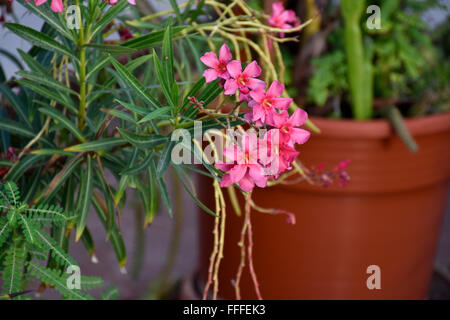 Poisonous Adelfa (Nerium oleander) flowering plant growing in Acapulco, Mexico Stock Photo