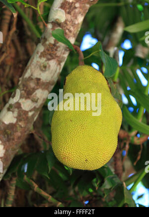 Jackfruit on tree, Artocarpus heterophyllus Stock Photo