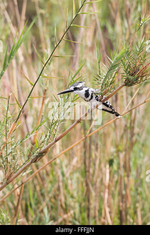 Pied Kingfisher (Ceryle rudis) perched in reeds above water looking for prey, Okavango River, Namibia Stock Photo