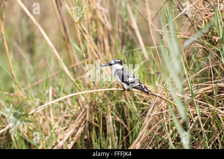 Pied Kingfisher (Ceryle rudis) perched in reeds above water looking for prey, Okavango River, Namibia Stock Photo