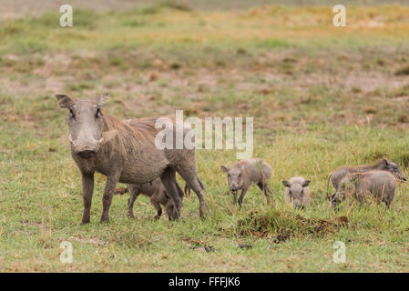 Common Warthog (Phacochoerus africanus) and babies standing in grass, Okavango Delta, Botswana Stock Photo