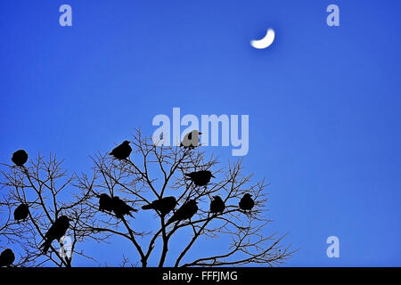 Silhouettes of crows in a tree shot against dusk sky with crescent moon Stock Photo