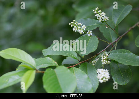 Bird Cherry; Prunus padus Tree in Flower Anglesey; UK Stock Photo