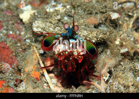 Peacock Mantis Shrimp (Odontodactylus Scyllarus, aka Harlequin Mantis Shrimp, Painted Mantis Shrimp). Padang Bai, Bali Stock Photo