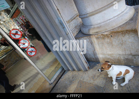 dog waiting outside Mercado Central, Valencia Spain Stock Photo