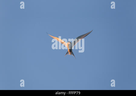 Common Tern; Sterna hirundo Single Hovering Northumberland; UK Stock Photo