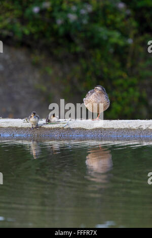Mallard; Anas platyrhynchos Single Female with Ducklings Cornwall; UK Stock Photo
