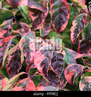 Ornamental bush with variegated leaves, pink, purple and green. Stock Photo