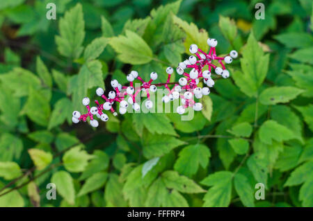 Berries of Actaea pachypoda, doll's-eyes or white baneberry Stock Photo