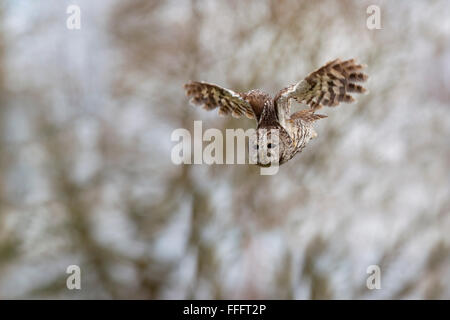 Tawny Owl; Strix aluco Single in Flight Scotland; UK Stock Photo