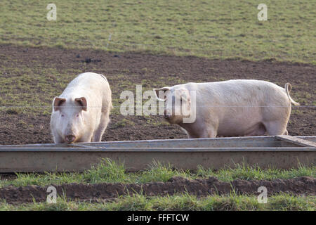 Outdoor reared free range Gloucester old spot pigs on a farm Stock Photo