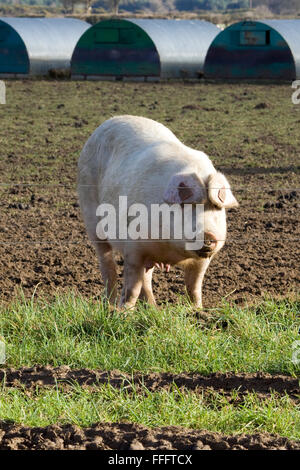 Outdoor reared free range Gloucester old spot pigs on a farm Stock Photo